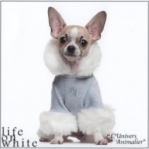Jo le petit chihuahua de Amélie de Finnevaux