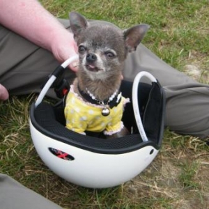 chiwa en louisdog prete pour le parapente avec papa joss!