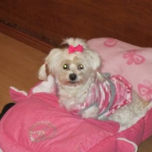 laly ,le chihuahua de jacqueline de Petit Enghien
