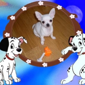 Toupie ,le petit chihuahua d'Elodie Francois