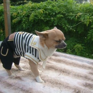 Diddl ,le petit chihuahua de Francoise et philippe de Bretagne
