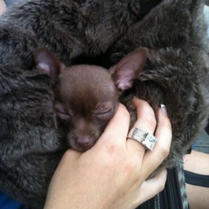 Pepito  le petit chihuahua de Madisson Bouchat de Verviers 