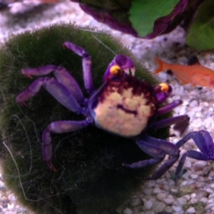 Crabe vampire - Geosesarma bogorensis  15 euros