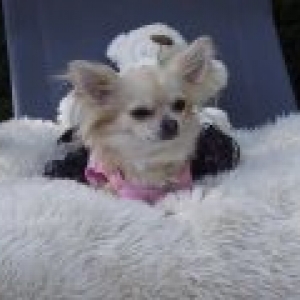 DIVA le chihuahua de carine de eghezee 