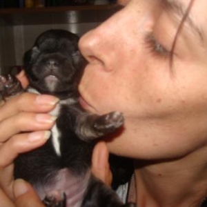 Cloe ,le petit chihuahua de virginie