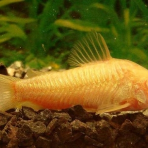 Nettoyeur de fond - Corydoras Aeneus Albinos  6 euros