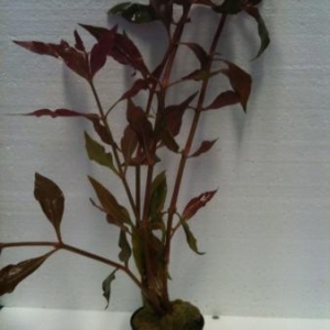 plantes aquatiques et décors d'aquarium