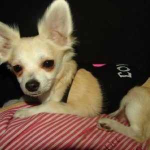 Kaiser ,le chihuahua de nathalie de Ougree