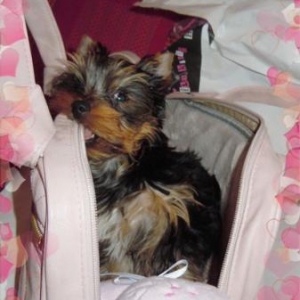 FLORINE DANS SON JOLI SAC LOUISDOG