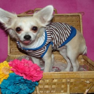 kaizer ,le chihuahua de nathalie de Ougree