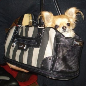 Biche dans son beau sac