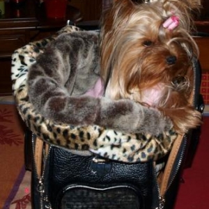 scarlett dans son joli sac