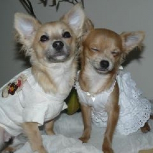 chanel et snoopy les chihuahuas de nicole wilkin