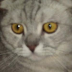 Tom le chat de PATRICIA de Bastogne