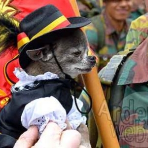 chiwa Miss belgique!