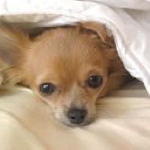 Tyna ,le chihuahua de Cindy maggi