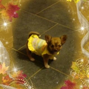Tahe le chihuahua de francesca du Lys Argente à Fronville