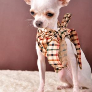 pepita ,le chihuahua de christine et luc "art phot"