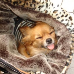 lola dans son nouveau sac