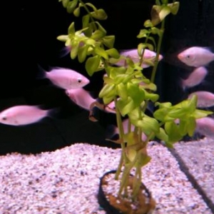 poissons amoureux