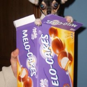 looza ,le petit chihuahua de Rosina de Charleroi