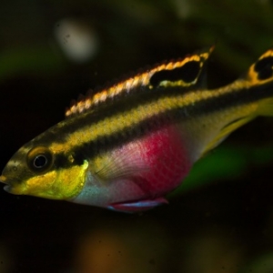 Pelvicachromis Pulcher  7,50 euros 