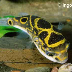 Tetraodon Palembangensis / Biocelatus  10,50 euros