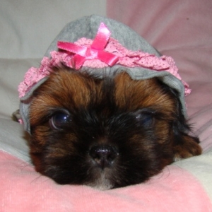Mini shi tzu de l'elevage du lys argente a fronville