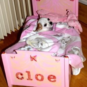 Cloe la petite femelle chihuahua de Francoise et Alain de Gembloux
