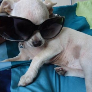 toupie ,le chihuahua d'elodie