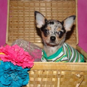Morgan ,le chihuahua de nathalie de Ougree