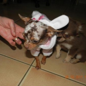 tootsie et lady