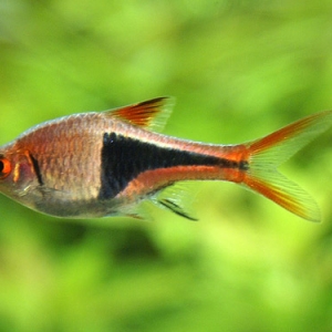 Rasbora Arlequin XL - Trigonostigma heteromorpha  1,95 euros  10 / 18 euros 
