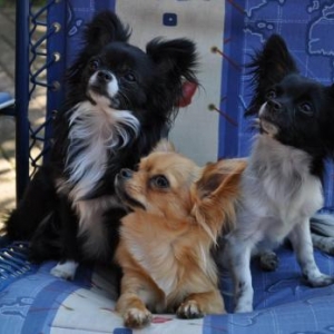 GIGI , MAIKA et MICHKA ,les trois chichis de Claude et Corinne de Messancy