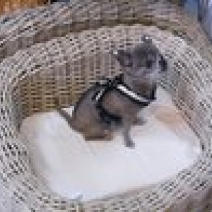 chiwa avec son harnais forpetsonly