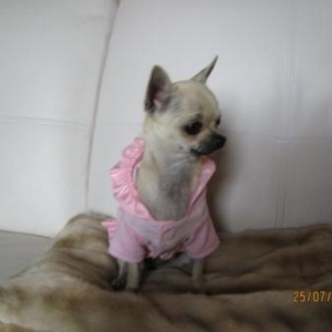 Chanel ,le petit chihuahua de iolanda Signiorello