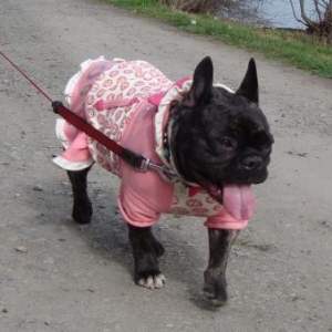 Collection speciale bouledogue francais