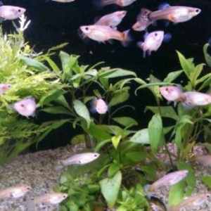 guppys femelles
