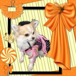 Mannequins pour "L'univers animalier"