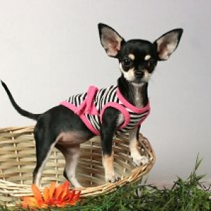 nina ,le petit chihuahua de Laura malburny