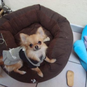 Mannequins pour "L'univers animalier"