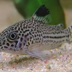 Nettoyeur de fond - Corydoras Leopardus  8 euros