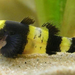 Poisson Abeille - Brachygobius Xanthozona  3,95 euros