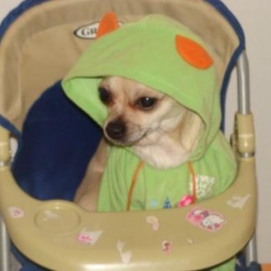 Laika ,le petit chihuahua de virginie 
