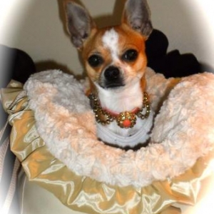 le petit chihuahua de Aurelie Conate de France