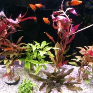 platys