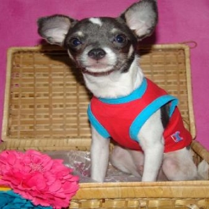 tyron ,le chihuahua de nathalie de Ougree