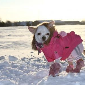 Cloe la petite femelle chihuahua de Francoise et Alain de Gembloux