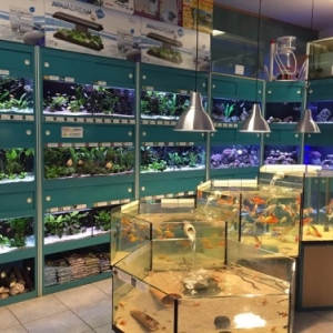 Poissons Exotiques d'eau douce