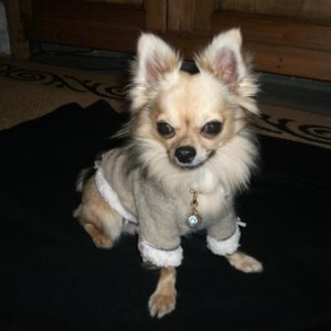 Noa ,le chihuahua de veronique 